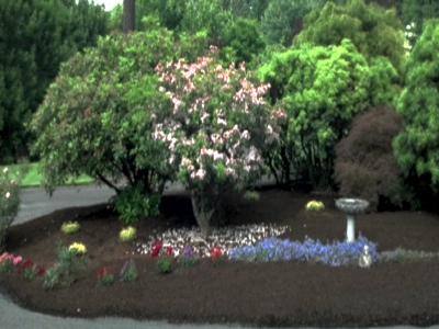 Center Garden-Fine Dark Hemlock