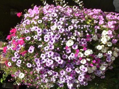 AmazingMixFlowers-1