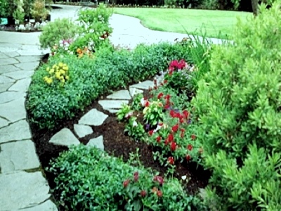 another brown hemlock front garden