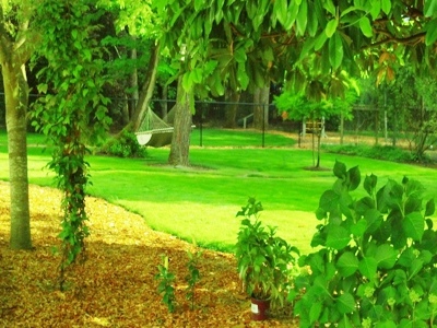 hammock heaven-Cedar Wood Chips