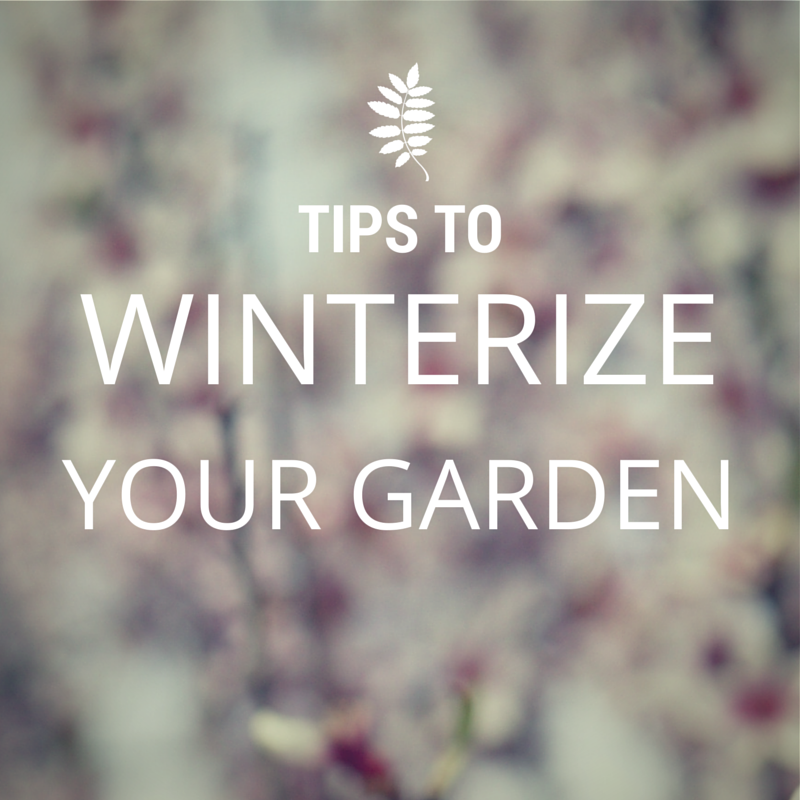 Tips to Winterize Your Garden