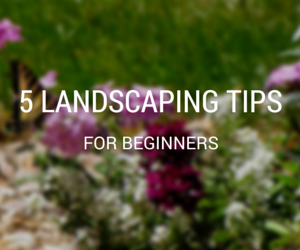 5 Landscaping Tips for Beginners