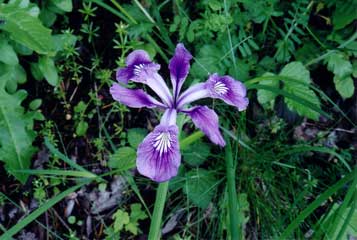 Native Plants of Oregon