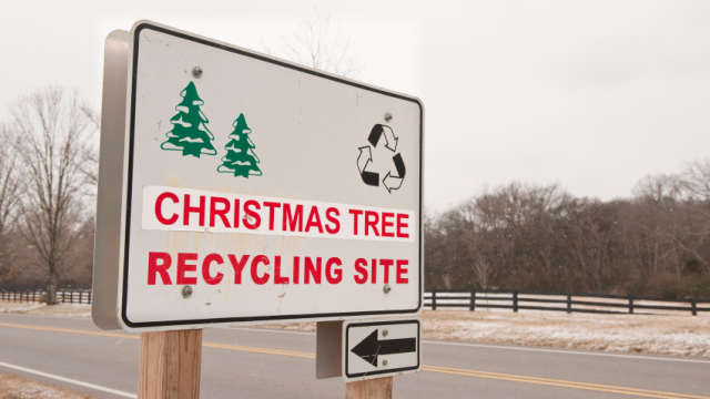 christmas-tree-recycling