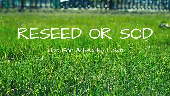 Reseed or Sod