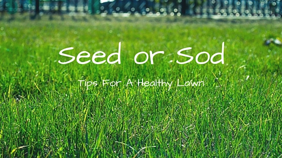 Seed or Sod